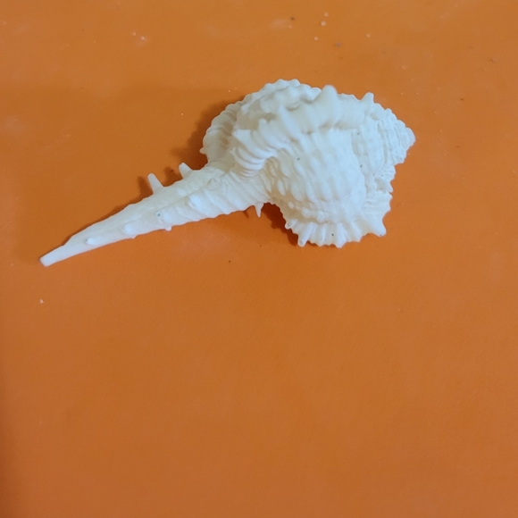 CABRITS MUREX Seashell - Picture 1 of 5
